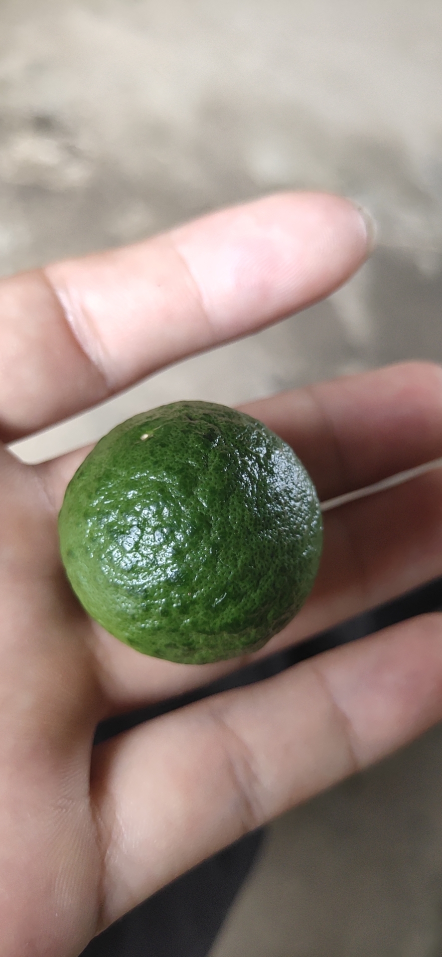 枳实