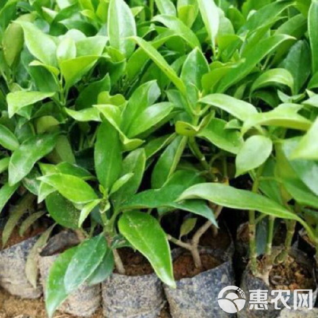 非洲茉莉苗非洲茉莉盆栽树苗绿化苗袋苗自产自销基地直供