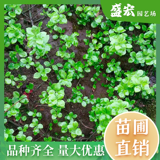 扶芳藤,小叶扶芳藤,大叶扶芳藤 ,苗圃批发,价格实惠。