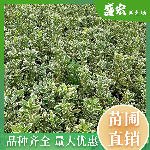 长沙批发金边黄杨苗绿化小苗黄杨小苗金边黄杨球工程苗现货充足