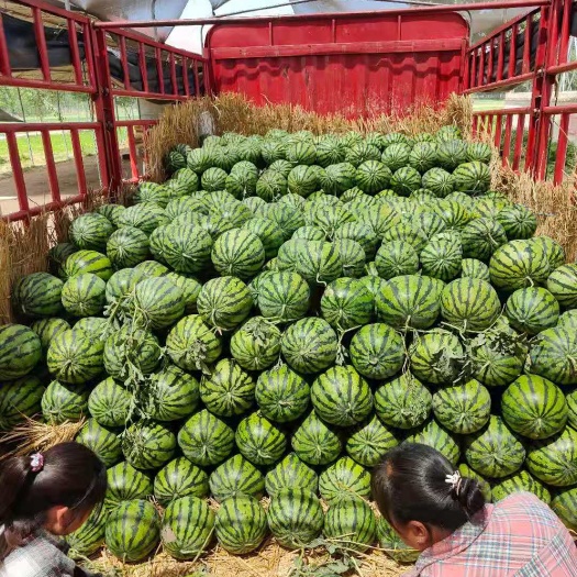 精品美都西瓜大量上市，口感甜，产地直发，价格合理，欢迎订购
