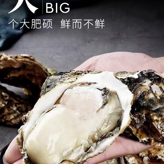 乳山市乳山生蚝三倍体，原产地发货，工厂直供，一手货源
