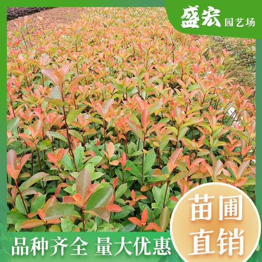 长沙红叶石楠色块苗，绿化工程彩叶地被苗， 红叶石楠杯苗、小苗批发