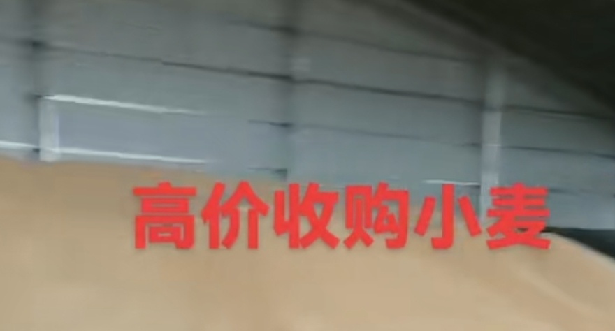 萧县小麦水分干含量少。量大可以批发