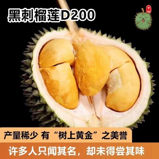广州马来西亚黑刺榴莲d200树上熟液氮果整件批发
