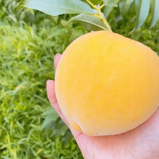 石棉县黄桃