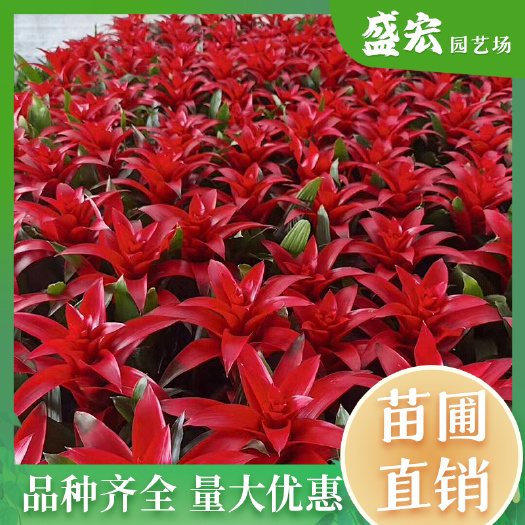 红运当头盆栽 带花发货凤梨花 鸿运当头 吉利小红星 净化空气