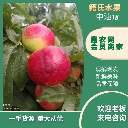 珍珠枣油桃系列多个品种