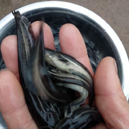 重庆市大口鲶鱼苗，量大从优，欢迎订购。