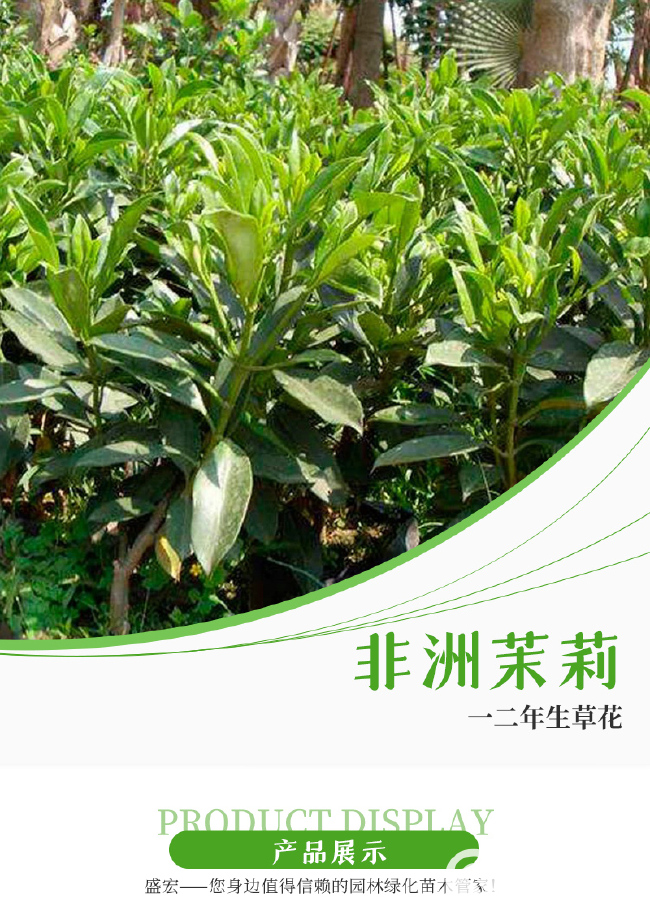 非洲茉莉苗非洲茉莉盆栽树苗绿化苗袋苗自产自销基地直供