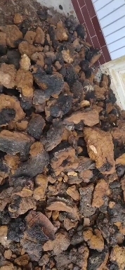 松潘县桦树茸