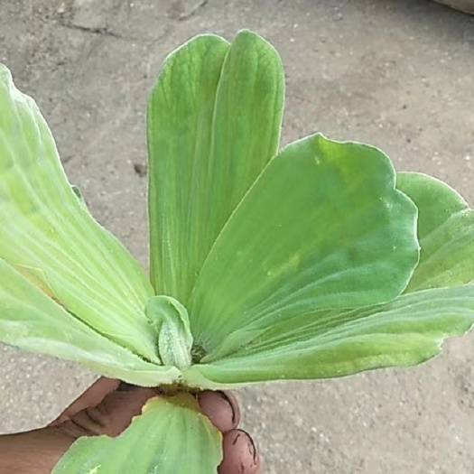 桂林水芙蓉