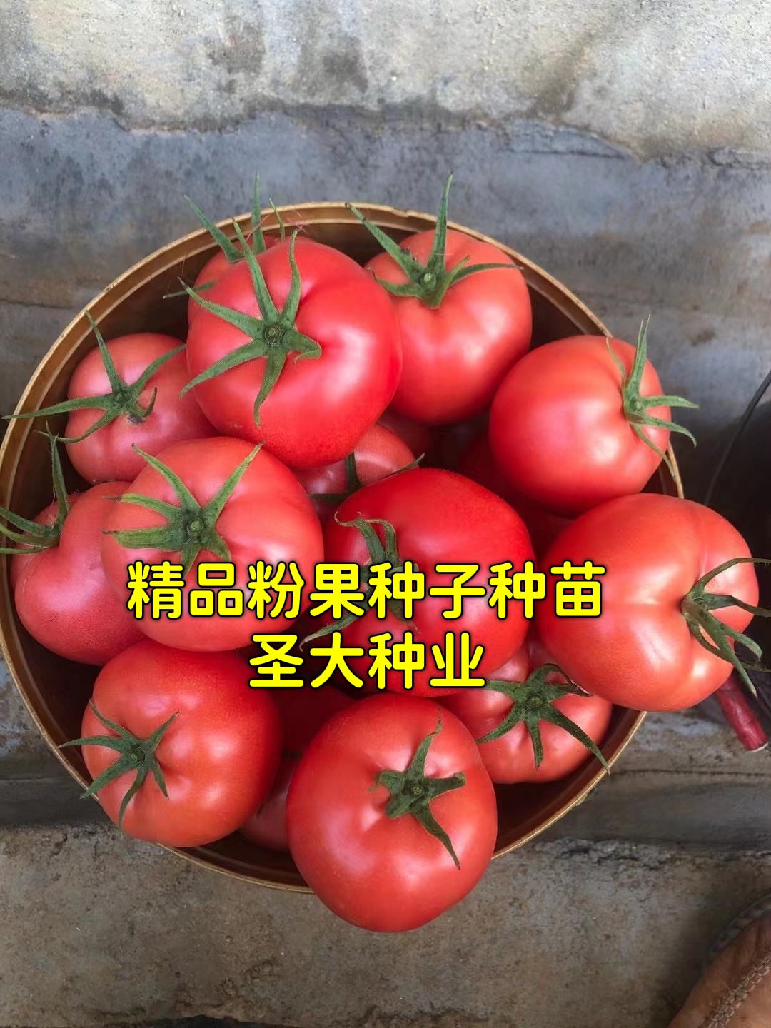 寿光市硬粉番茄苗  高抗TY病毒，大果 硬粉秋延 越冬 早春品种！