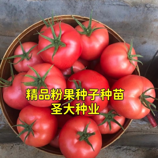 寿光市西红柿苗  高抗TY病毒，大精品 硬粉秋延 越冬 早春品种！