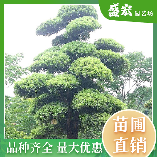 长沙罗汉松 别墅酒店景观绿化造型罗汉松 庭院风景树常青罗汉松批发
