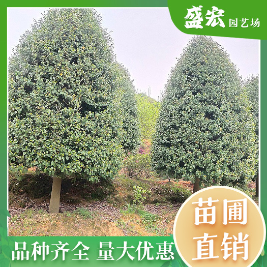 精品塔形含笑树，树形饱满，耐寒耐旱，花香四溢，常绿阔叶乔木。