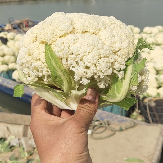 通许县松花菜，白面青梗，质量好，价格优惠