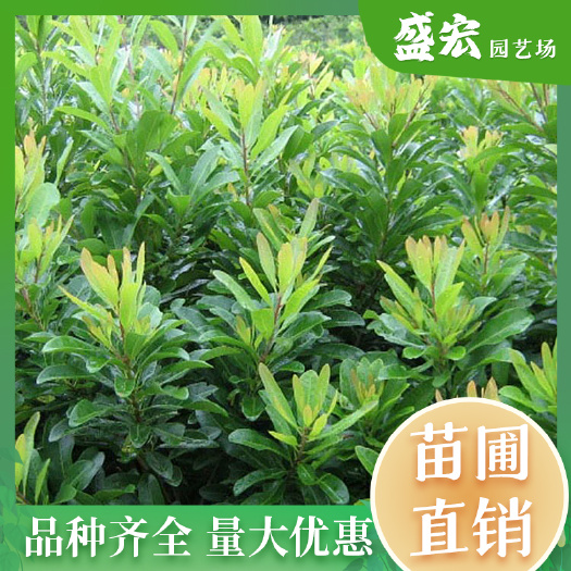 长沙杨梅树，长绿乔木，杨梅实生籽播苗，杨梅实生挂果苗，杨梅砧木苗