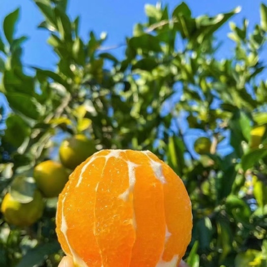 秭归县九月红脐橙，就是九月份大量上市走货进行中的橙子。