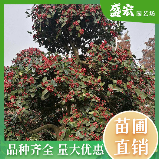 长沙无刺枸骨桩景，又名珍珠红，喻意红红火火，生意兴隆，树形优美。
