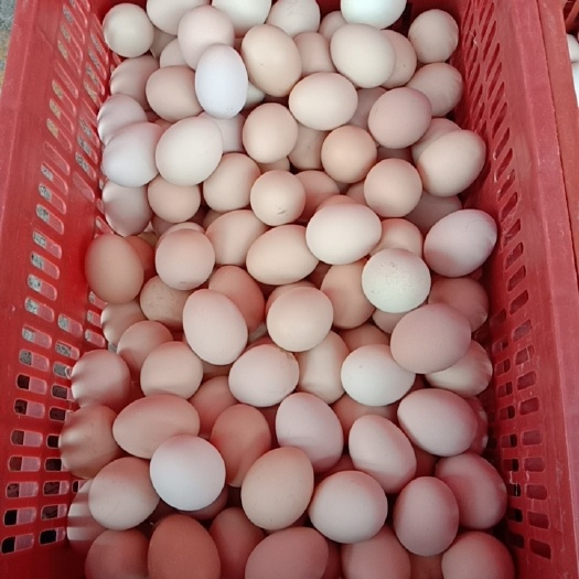 沭阳县沭阳草鸡蛋