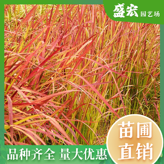 长沙血草，水生彩叶草本植物，庭院水景，池塘、湖泊临水景观植物。
