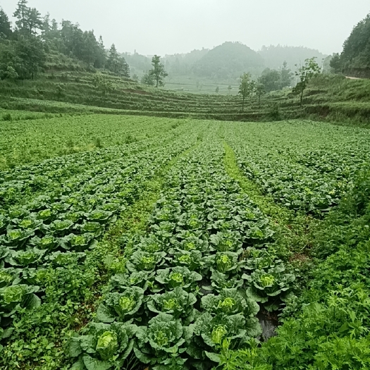 赫章县白菜