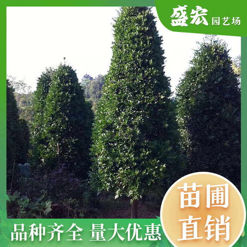 长沙湖南基地竹柏树直销 庭院种植市政园林绿化苗木批发 常绿乔木。