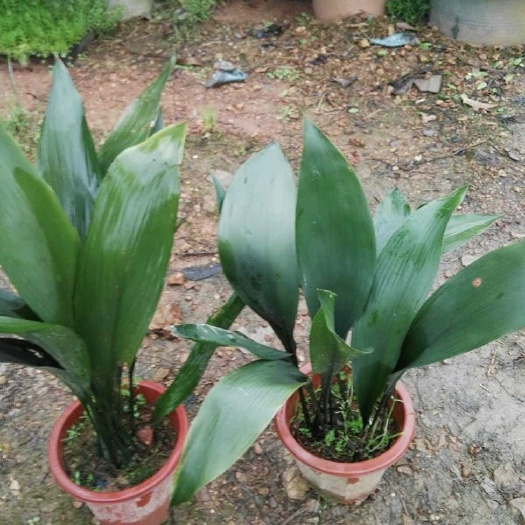 长沙一叶兰， 室内绿植花卉，四季常青，耐寒耐旱，花镜绿植。