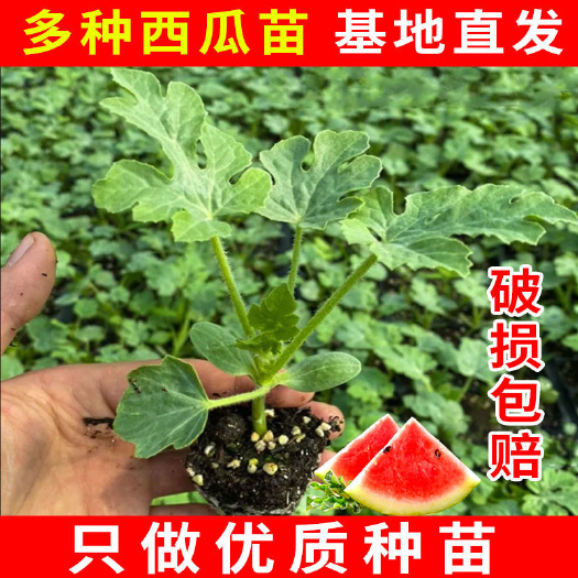 西瓜苗 各类西瓜苗根系发达易成活 基地直供西瓜种苗