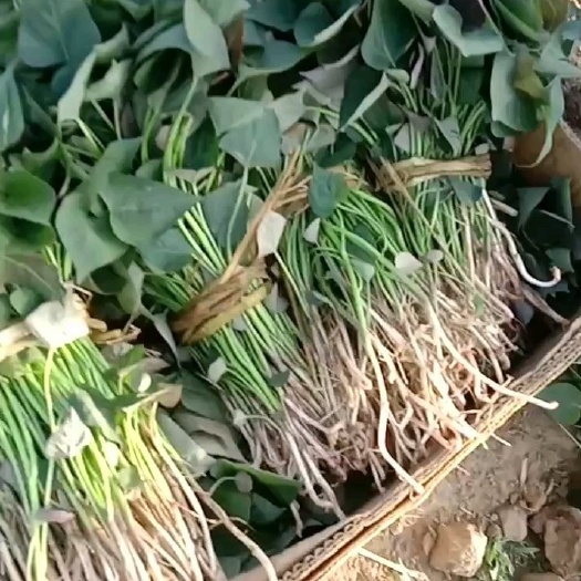 海城市辽宁红薯苗基地直销海城地瓜苗