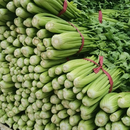 固原精品西芹