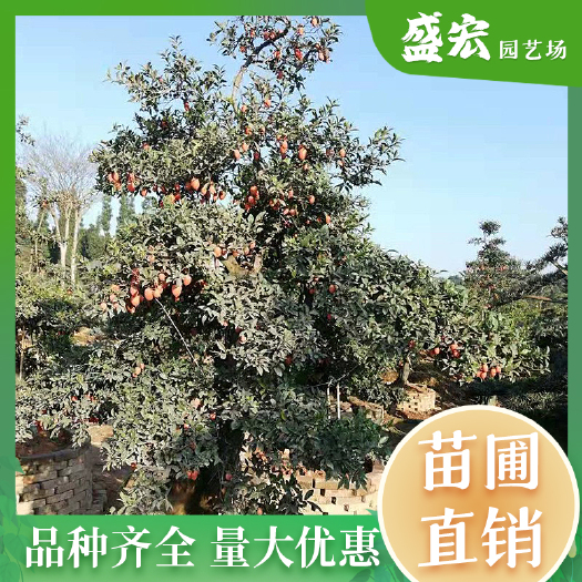 长沙金弹子桩景，基地直供，园林景观金弹子盆景，造型优美，风格独特