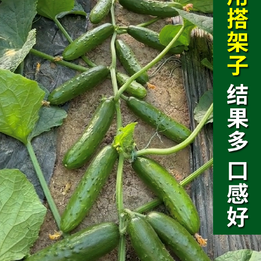 成都水果黄瓜种籽满地爬不搭无架高产四季蔬菜种子荷兰旱黄瓜种孑大全