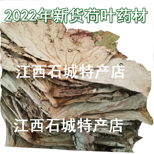 石城县2025年年药用荷叶荷叶干货，药材荷叶，次品，边角料，荷叶