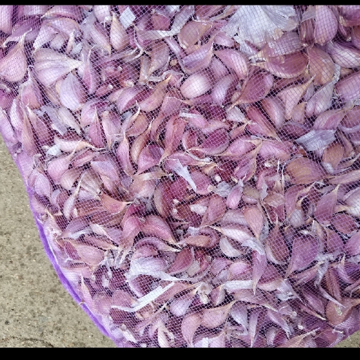 禹州市出售红根蒜苗蒜种速度