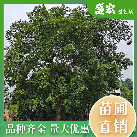长沙朴树，大型落叶乔木，树形高大、挺拔，喜阳耐旱，成活率高。