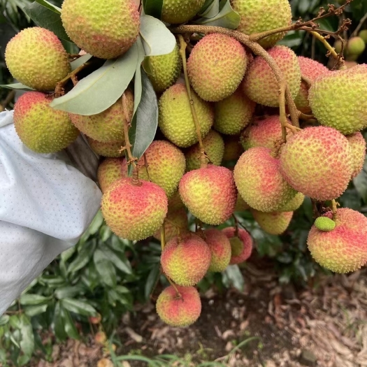 浦北县妃子笑大量上市，果肉脆甜，汁多味美