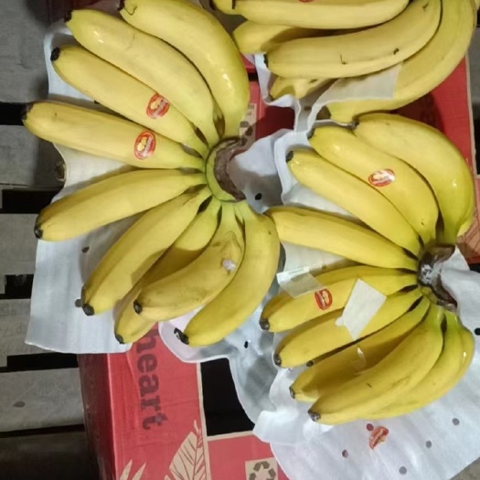 营口香蕉大量现货，箱箱质保