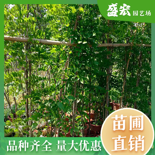 紫藤，日本多花紫藤，大树苗紫水晶，瀑布紫藤，紫藤地苗、盆栽。