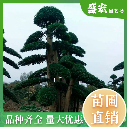 长沙造型小叶女贞桩景，造型独特，树形优美，是道路，庭院绿化树种。