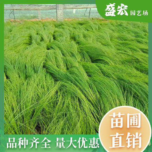 长沙基地批发细茎针茅，羽毛草，庭院花卉，多年生观赏草，细茎针茅。