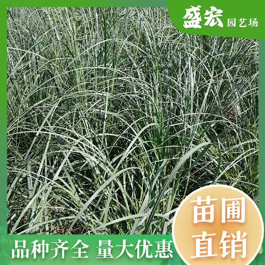 长沙蒲苇，花境造景植物，水生植物 水体绿化 河道工程景观观赏草