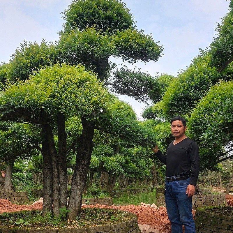 榆樹樁景，園林批發(fā) ，家榆白榆價格實在 ，園林綠化造型樁景。