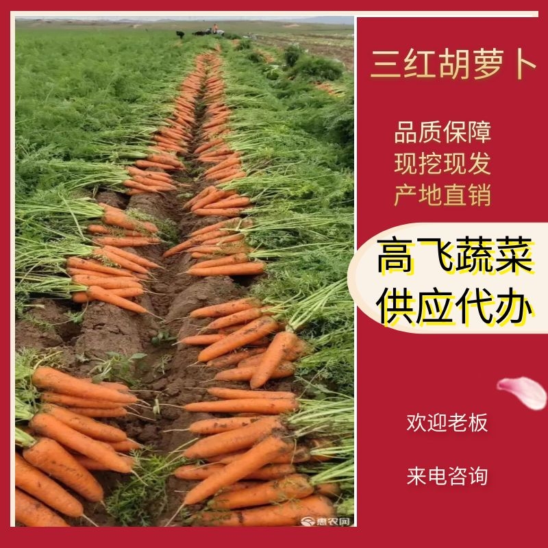 开封三红胡萝卜水洗土货市场，电商，养殖，加工厂红萝卜大量供应中！