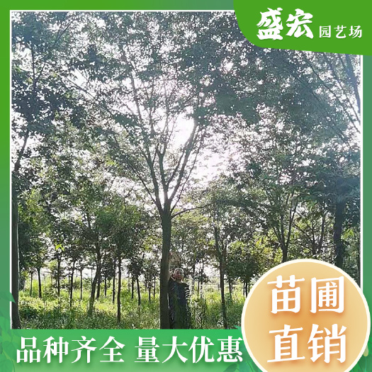 长沙榉树，精品树形，大型乔木，景观行道树，市政绿化苗木。