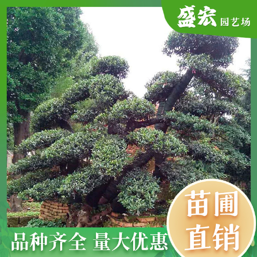 长沙长期供应中华蚊母造型树，规格齐全，湖南苗圃基地直销。