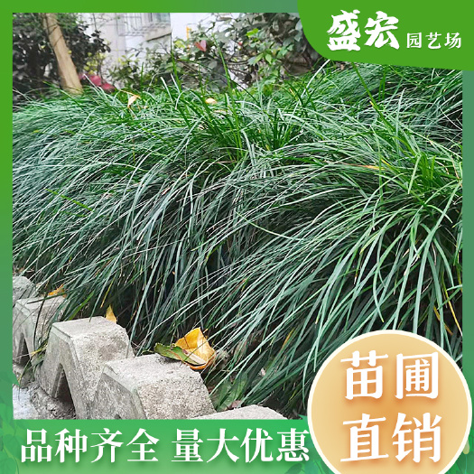 长沙小叶麦冬草 ，耐干旱盐碱，成活率高，地被草，沿阶草四季常青。