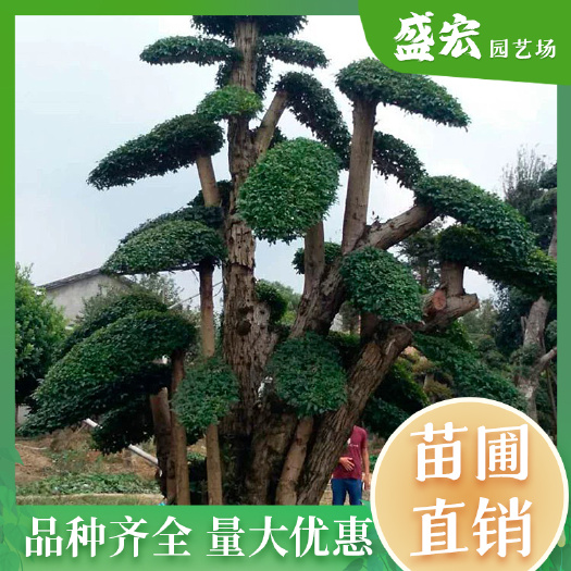 长沙造型榆树桩景，造型独特，云片饱满，是道路，庭院造景的优良树种