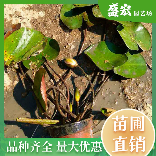 长沙睡莲，水生花镜植物 ，批发睡莲， 荷花 等水生植物，品种齐全